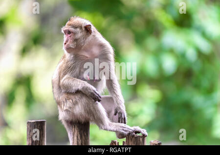 Singe assis sur une clôture en bois Banque D'Images