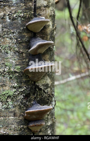 En soie noire champignon, Phellinus nigricans Banque D'Images