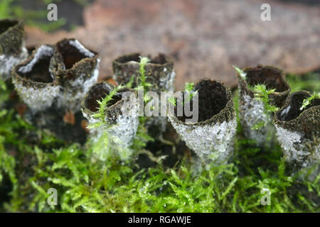 Nid d'oiseau à cannelures, champignon Cyathus striatus Banque D'Images