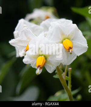 Fleur blanche d'un plant de pomme de terre Banque D'Images