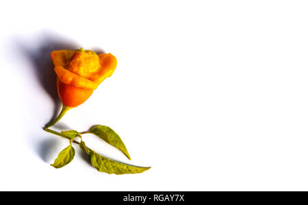 La couronne de l'évêque de décoration en forme de fleur de poivre sur fond blanc Banque D'Images