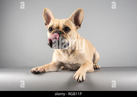 Bulldog français (homme de 2 ans) photographié au Royaume-Uni. Banque D'Images