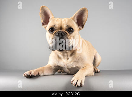 Bulldog français (homme de 2 ans) photographié au Royaume-Uni. Banque D'Images