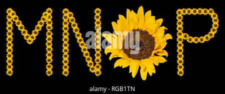 Grandes fleurs couleur haute résolution/fleur/caractères lettre set M N O P construit à partir de fleurs de tournesol macros sur fond noir Banque D'Images