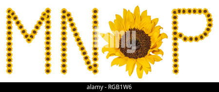 Grandes fleurs couleur haute résolution/fleur/caractères lettre set M N O P construit à partir de fleurs de tournesol macros sur fond blanc Banque D'Images