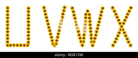Grandes fleurs couleur haute résolution/fleur/jeu de caractères Lettre U V W X construite à partir de fleurs de tournesol macros sur fond blanc Banque D'Images