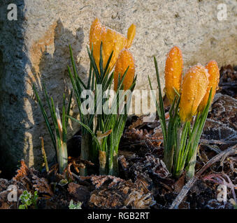 Groupe de plantes crocus jaune givrée allumé du côté de soleil. Banque D'Images