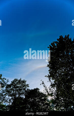 Ciel bleu et arbres en silhouette soleil encadrement des chiens, un type d'arc-en-ciel autour du soleil Banque D'Images