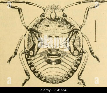 . Bulletin du Ministère de l'Agriculture des États-Unis. L'agriculture. Fig. 19.-plante verte du sud-bug (Nezara viridula) : nymphe, cinquième stade larvaire ; la lumière et l'obscurité types grande aboul 4 diamètres. (Morrill.) du thorax, qui à l'instars succédant au premier est dentelé, ont une importance particulière dans les troisième et quatrième stades. Immédiatement après la mue l'abdomen de la nymphe est assez plate mais dorso-ventralement il devienne progressivement plus épais, jusqu'à ce que juste avant la nouvelle c'est la mue turgescents et légèrement brillante. La nymphe augmente. Veuillez noter que ces images sont extraites de la page numérisée des images qui peuvent avoir Banque D'Images