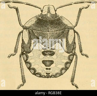 . Bulletin du Ministère de l'Agriculture des États-Unis. L'agriculture. Fig. 19.-plante verte du sud-bug (Nezara viridula) : nymphe, cinquième stade larvaire ; la lumière et l'obscurité types grande aboul 4 diamètres. (Morrill.) du thorax, qui à l'instars succédant au premier est dentelé, ont une importance particulière dans les troisième et quatrième stades. Immédiatement après la mue l'abdomen de la nymphe est assez plate mais dorso-ventralement il devienne progressivement plus épais, jusqu'à ce que juste avant la nouvelle c'est la mue turgescents et légèrement brillante. La nymphe augmente. Veuillez noter que ces images sont extraites de la page numérisée des images qui peuvent avoir Banque D'Images