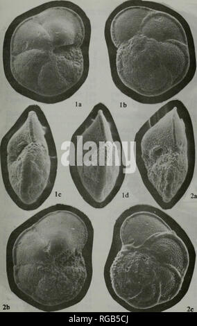 . Bulletin de la nomenclature zoologique. Bull. zool. Nom. 34 Planche 2. Veuillez noter que ces images sont extraites de la page numérisée des images qui peuvent avoir été retouchées numériquement pour plus de lisibilité - coloration et l'aspect de ces illustrations ne peut pas parfaitement ressembler à l'œuvre originale.. Commission internationale de nomenclature zoologique. Londres Banque D'Images