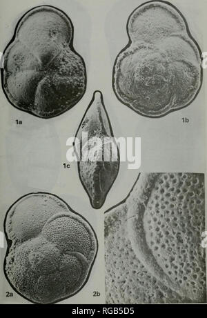 . Bulletin de la nomenclature zoologique. Bull. zool. Nom. 34 Plaque 1. Veuillez noter que ces images sont extraites de la page numérisée des images qui peuvent avoir été retouchées numériquement pour plus de lisibilité - coloration et l'aspect de ces illustrations ne peut pas parfaitement ressembler à l'œuvre originale.. Commission internationale de nomenclature zoologique. Londres Banque D'Images