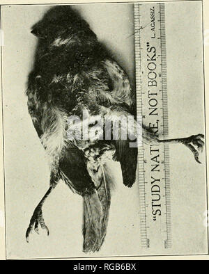 . Bulletin de la Société d'histoire naturelle du Wisconsin. Histoire naturelle -- au Wisconsin. Fig. 2.. Veuillez noter que ces images sont extraites de la page numérisée des images qui peuvent avoir été retouchées numériquement pour plus de lisibilité - coloration et l'aspect de ces illustrations ne peut pas parfaitement ressembler à l'œuvre originale.. Wisconsin Natural History Society. Milwaukee, La Société Banque D'Images