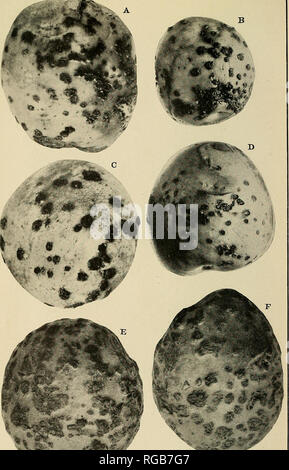 . Bulletin du Ministère de l'Agriculture des États-Unis. L'agriculture ; l'Agriculture. Bui. 82, U.S. Dept. of Agriculture. La seconde plaque. Quatre tubercules (A, B, 0, et 1&gt ; Spongospora subterranea) infectés par le Col- gistrement au Nouveau-Brunswick, Dominion of Canada, le 1 octobre 1913. Ils représentent le stade de croûtes de la maladie. Les sores niiiy être isolés ou groupés, us indiqué à .1 et B. La variation de la taille et de l'apparence générale de la sori est présenté à l'Acdn J&gt ;. Dans le tubercule repéré 1) Les sores sont seulement la moitié aussi grand et plus superficielle que dans C. deux tubercules infectés par une gale Oospora Banque D'Images