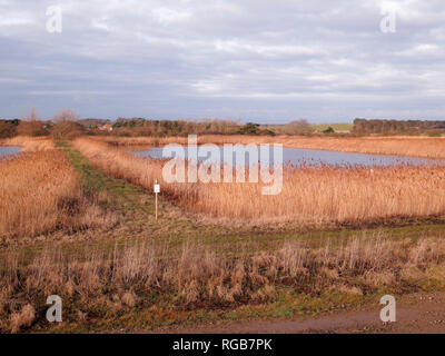 Bawdsey piscines, East Lane, Suffolk, de l'ornithologie site, Janvier 2019 Banque D'Images