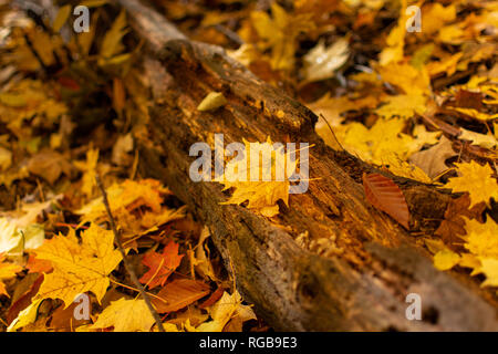 Un gros plan d'un journal pourri portant sur le terrain dans les bois avec l'érable jaune et marron feuilles de hêtre. Banque D'Images