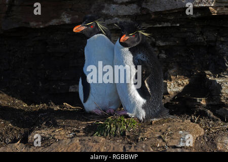 Gorfous sauteurs Eudyptes chrysocome debout sur des rochers saunders island Iles Falkland Banque D'Images