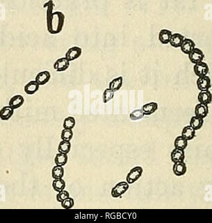 . Bulletin du Ministère de l'Agriculture des États-Unis. L'agriculture, de l'Agriculture. rojuu lllllllllll cochon. 1.-organismes provoquant la fermentation du lait. Un, Bacillus bulgaricus ; b, les bactéries lactiques du lait. ou doivent être pris directement à la place du babeurre ou du yogourt. Herschell (39) dans son petit livre sur l'utilisation thérapeutique du lait aigri recommande l'utilisation de ces préparations de préférence à lait fermenté, mais il convient de noter qu'il est très explicite dans sa déclaration qu'il faut être prudent afin de déterminer l'abondance et la pureté de l'organisme. Hulgaricus Bacillus semble être Banque D'Images