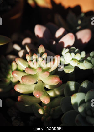 Plante succulente dans mon jardin succulentes Banque D'Images