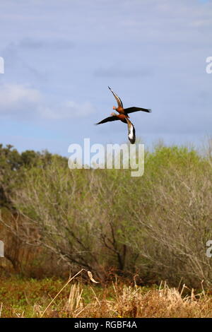 Deux Whistling-Ducks à ventre noir comme un vol Banque D'Images