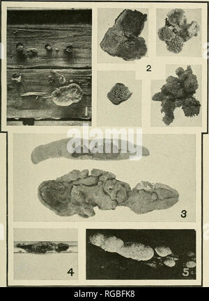 . Bulletin du Ministère de l'Agriculture des États-Unis. L'agriculture ; l'Agriculture. Bui. 1053, U.S. Dept. of Agriculture. I. La plaque. Les champignons d'importance économique dans la désintégration de la construction bois.-I. &Lt ; I-ifii re I, 2,;uii&Lt ;:rin sur plunk plus vendu de tissage-toit en appentis qui était à l'origine. beatbea (XI.) Fig.2. Oi Lenzites sepiaria sporophores de cotton mill-toit. (X ij.) Fig.  : ;. Sporophores Lenzites trabea lo-moulin de coton, même toit thaï nous montré sur le toit plank dans fig.4 JE FlG. I.mil, Iraltr.un jour corps entre bandes de col,t- toit de l'usine. I-e ;,.. tramtU eriali, la fructification sur bandes d'un toit qui Banque D'Images