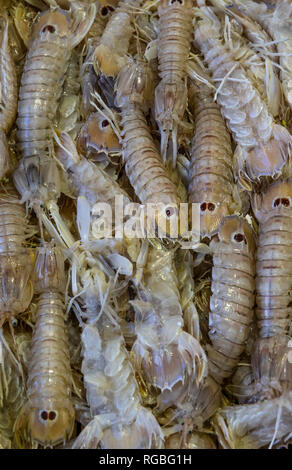 Squilla mantis crevettes close up Banque D'Images