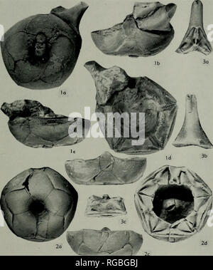 . Bulletin de la nomenclature zoologique. Bull. zool. NomencL, Vol. 27 Planche 4. Veuillez noter que ces images sont extraites de la page numérisée des images qui peuvent avoir été retouchées numériquement pour plus de lisibilité - coloration et l'aspect de ces illustrations ne peut pas parfaitement ressembler à l'œuvre originale.. Commission internationale de nomenclature zoologique. Londres Banque D'Images