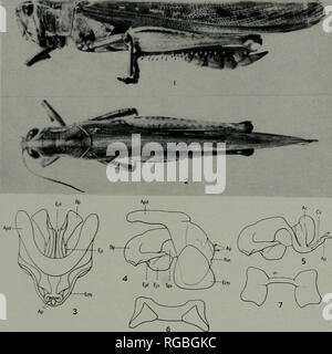 . Bulletin de la nomenclature zoologique. Planche 2 Bull. zool. Nomencl.. Tome 23. Veuillez noter que ces images sont extraites de la page numérisée des images qui peuvent avoir été retouchées numériquement pour plus de lisibilité - coloration et l'aspect de ces illustrations ne peut pas parfaitement ressembler à l'œuvre originale.. Commission internationale de nomenclature zoologique. Londres Banque D'Images