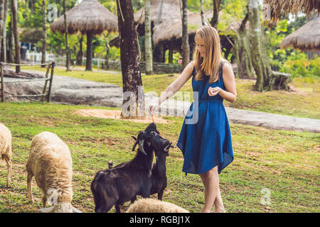 Jolie jeune femme nourrir bébé chèvres Banque D'Images