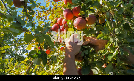 Un verger de pommes rouges mûrs picks travailleur d'un arbre en huonville, Tasmanie Banque D'Images