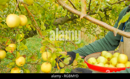 Un travailleur agricole fraîchement récolté lieux pommes Golden Delicious dans un sac du sélecteur en huonville, Tasmanie Banque D'Images