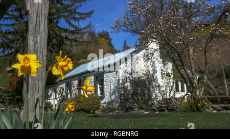 ARROWTOWN, NOUVELLE-ZÉLANDE - 25 septembre 2014 : fleurs de printemps fleurs en face d'un ancien magasin général à arrowtown, Nouvelle-Zélande Banque D'Images