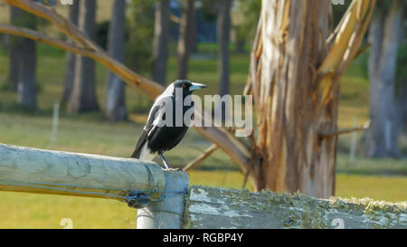 Noir et blanc commun cassican flûteur assis sur une vieille ferme clôture en Tasmanie Banque D'Images