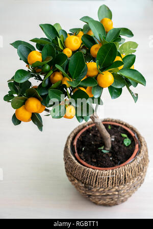 La mandarine miniature arbre dans un pot sur un fond blanc. sur les branches de feuilles vertes et jaunes mûres, des mandarines. Banque D'Images