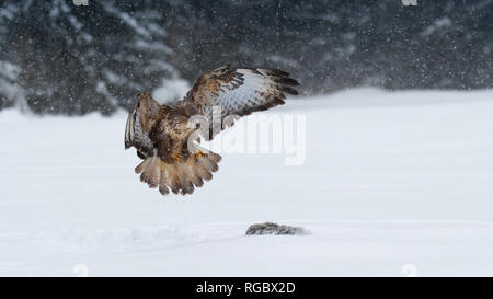 Buse variable (Buteo buteo) Oiseau de proie en hiver. Banque D'Images