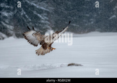 Buse variable (Buteo buteo) Oiseau de proie en hiver. Banque D'Images