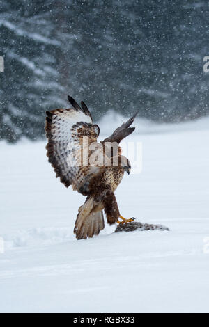 Buse variable (Buteo buteo) Oiseau de proie en hiver. Banque D'Images