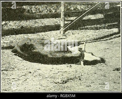 . Bulletin du Ministère de l'Agriculture des États-Unis. L'agriculture ; l'Agriculture. Fig. 3. Cas 117, le 15 août, 9,35 a. m. Encore une fois de tenter d'augmenter. Fig. 4.-Cage 117, 15 août, 10 a. m., incapable de bouger.. Veuillez noter que ces images sont extraites de la page numérisée des images qui peuvent avoir été retouchées numériquement pour plus de lisibilité - coloration et l'aspect de ces illustrations ne peut pas parfaitement ressembler à l'œuvre originale.. United States. Ministère de l'Agriculture. [Washington, D. C. ?] : Le ministère : Le surintendant des docs. , G. P. O. Banque D'Images