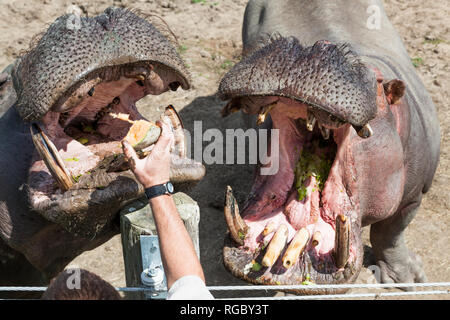 Deux gros hippopotame avec la bouche ouverte en attente d'un traitement de leur formateur. Banque D'Images