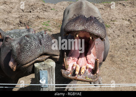 Deux grandes d'hippopotame, un avec la bouche ouverte, en attente d'un traitement de leur formateur. Banque D'Images