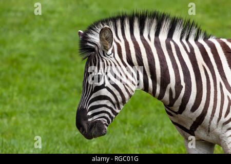 Un adulte zebra close up profile contre un ressort fond d'herbe verte. Banque D'Images