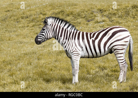 Un noir et blanc zebra dénudée debout dans profil sur une colline herbeuse. Banque D'Images