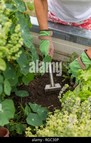Close-up of woman gardening à soulevé bed Banque D'Images