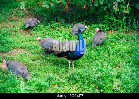 Peacock troupeau sur pelouse verte en ferme. Banque D'Images