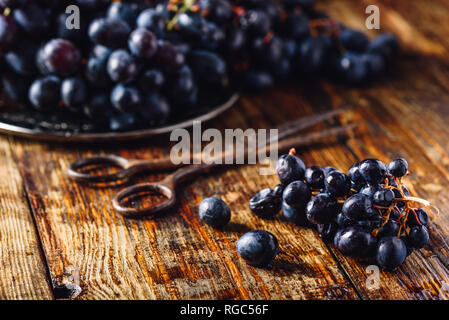 Les raisins de la vigne bleue et ciseaux rouillés sur la surface en bois. Banque D'Images