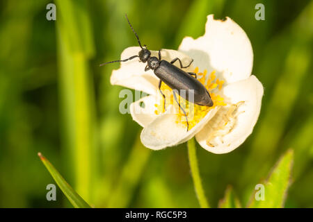 Un blister noir beetle, Epicauta pennsylvanica, sur un des lambeaux anemone fleur avec une verge d'araignée crabe se cacher dessous, Alberta Canada Banque D'Images