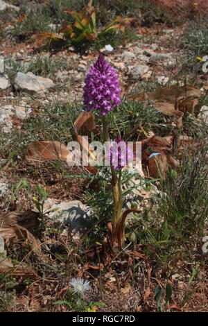 Anacamptis pyramidalis (Orchidée pyramidale) dans la garrigue de l'Il-Majjistral La nature et de l'histoire parc sur l'île de Malte. Banque D'Images