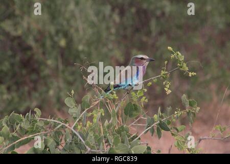 Lilac-breasted Roller (Coracias caudata) se percher dans la savane de buissons épineux de l'Est de Tsavo National Park, Kenya. Banque D'Images