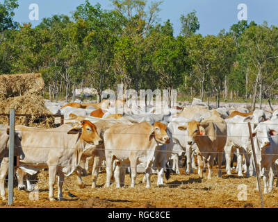 Bovins à viande australienne à un triage de bétail dans la région de Darwin avant d'être exportées vers l'Asie Banque D'Images