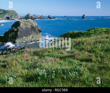 USA (Oregon), Samuel Boardman State Park, Douglas iris (IRIS douglasii) fleurit au-dessus de la plage de Lone Ranch. Banque D'Images